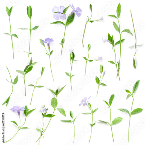 Spring flowers Periwinkle isolated on white, top view. Flowers pattern texture.