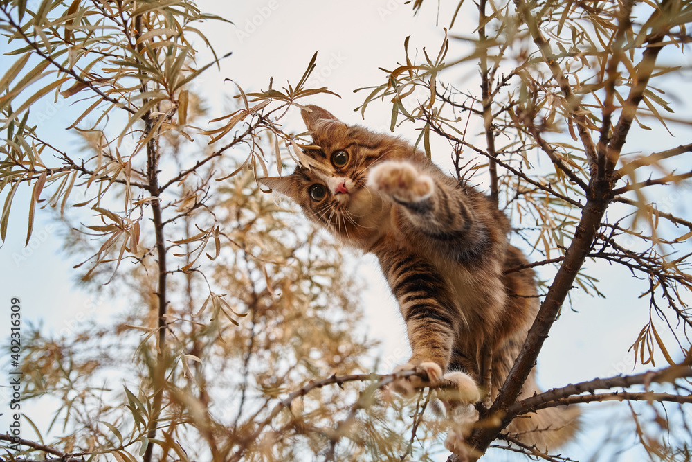 Little fluffy gray-white kitten sitting on a tree. Funny domestic animals Little fluffy gray-white kitten sitting on a tree. Funny domestic animals