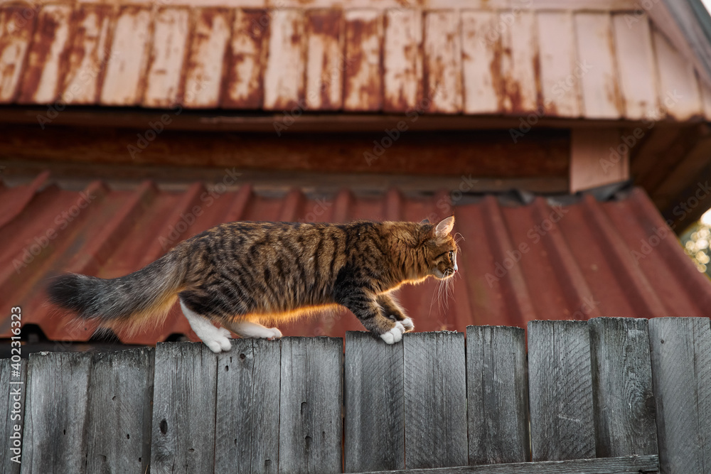 Little fluffy gray-white cat walks along the edge of walking an old wooden fence in the village
