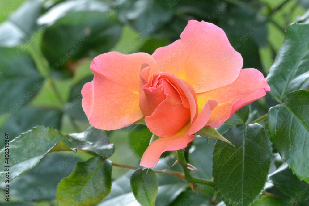 Beautiful coral garden rose on a green background. Sankt-Petersburg Botanical Garden. Beautiful coral garden rose on a green background. Sankt-Petersburg Botanical Garden.