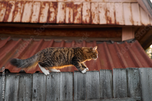 Obraz na płótnie Little fluffy gray-white cat walks along the edge of walking an old wooden fence in the village w salonie