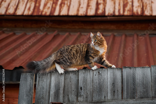 Little fluffy gray-white cat walks along the edge of walking an old wooden fence in the village
