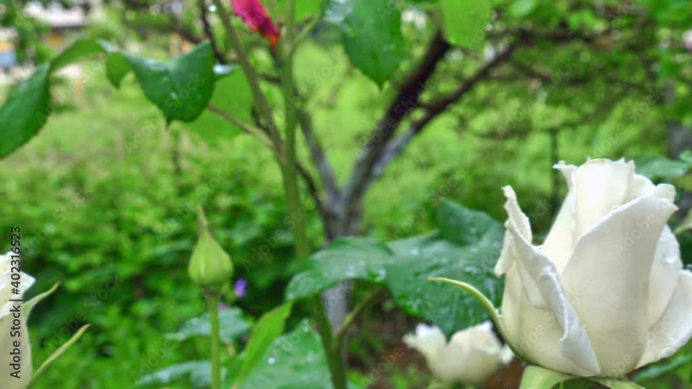 white rose in garden 4k white rose in garden 4k