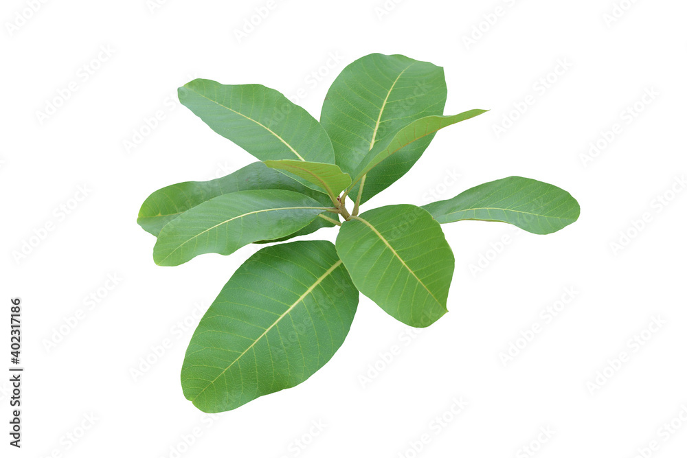 green bush isolated on white background.	
