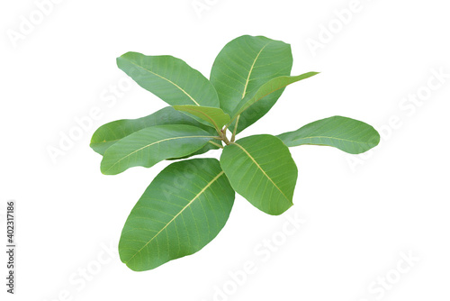 green bush isolated on white background. 