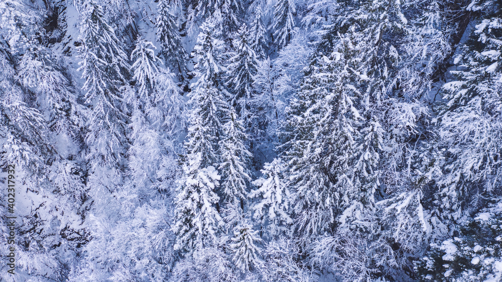 Snowy forest with coniferous trees Snowy forest with coniferous trees