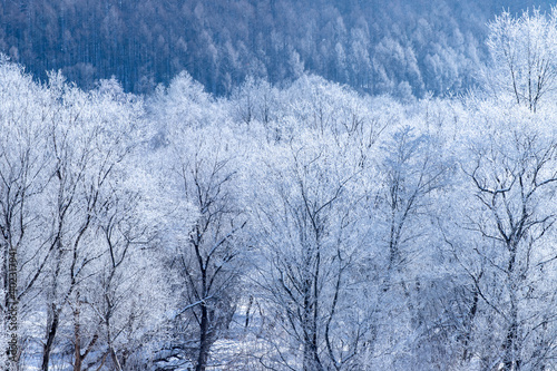 北海道冬の風景　富良野の樹氷 © 英敏 松本