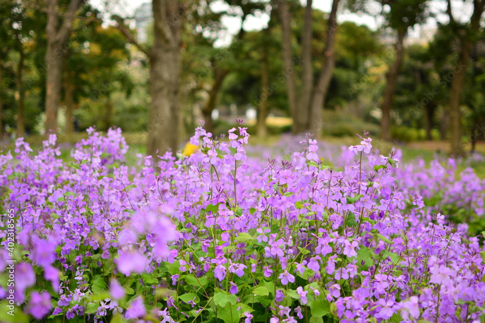 紫の花 紫の花