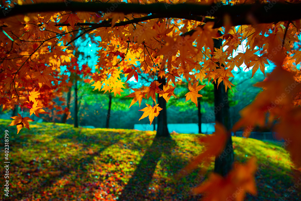 Obraz premium 가을 단풍나무 숲(Autumn maple forest)