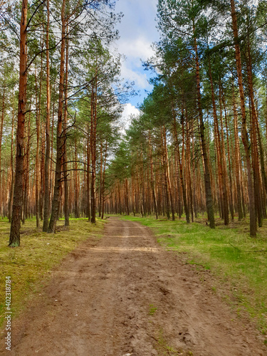 a road in a pine forest in the afternoon  poland