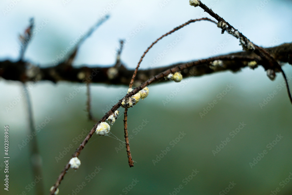 Sap – sucking insects on a gooseberry branch