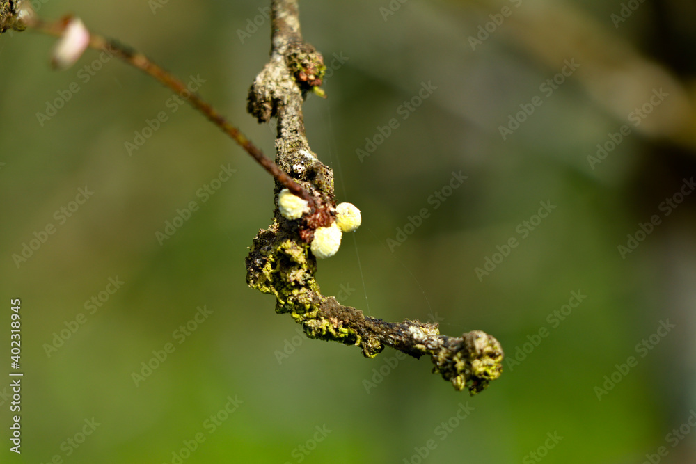 Sap – sucking insects on a gooseberry branch Sap – sucking insects on a gooseberry branch