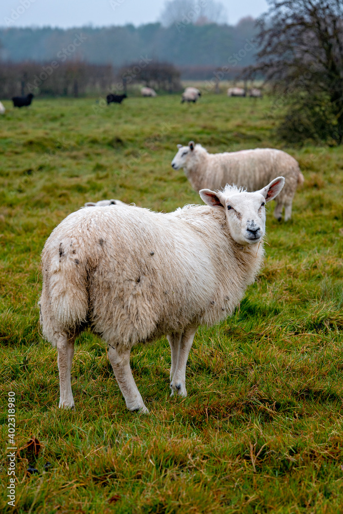 Fototapeta premium Cotswold fields full of sheep in winter