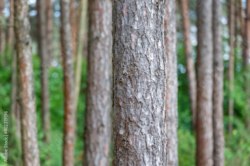 Fototapeta Naklejka Na Ścianę i Meble -  Pine tree trunks in the forest in summer
