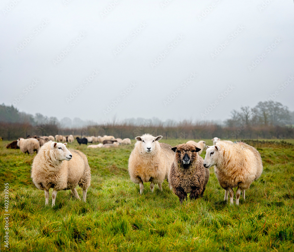 Sheep in a Cotswold field during the English Winter. Sheep in a Cotswold field during the English Winter.