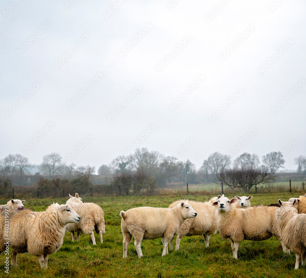 Flock of sheep in the English Cotswold countryside Flock of sheep in the English Cotswold countryside