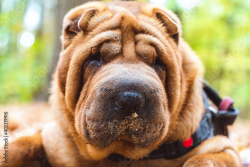 Portrait of sharpei on nature background