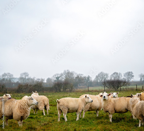 Flock of sheep in the English Cotswold countryside