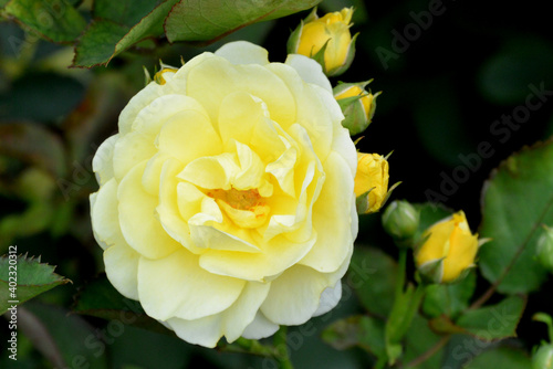 Beautiful aroma garden rose on a green background. Stock illustration for your romantic design.