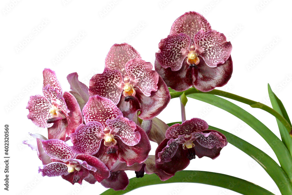 Fototapeta premium Bouquet of beautiful orchid vanda with leaves isolated on white background.