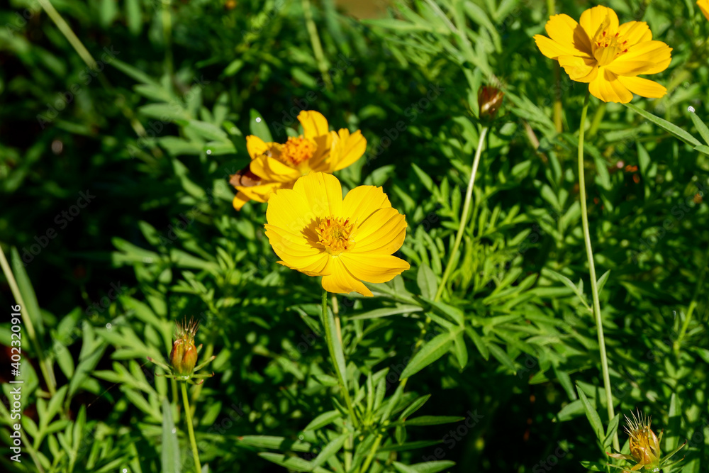 pretty yellow flowers in bloom pretty yellow flowers in bloom