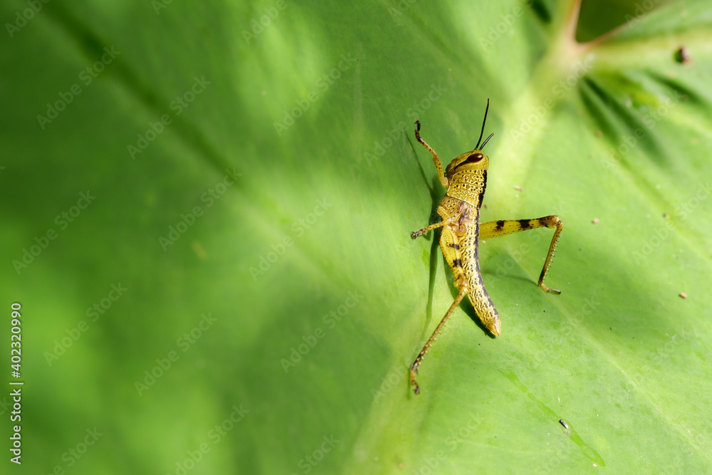 macro green grasshopper pests in plantations macro green grasshopper pests in plantations