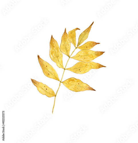 Watercolor autumn yellow leaf illustration. Hand drawn fall forest botanical design element.