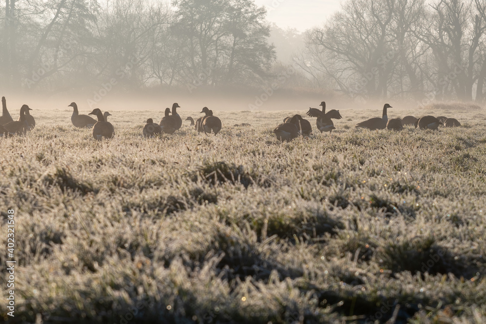 Wildgänse auf der Wiese bei Sonnenaufgang im Nebel. Wildgänse auf der Wiese bei Sonnenaufgang im Nebel.
