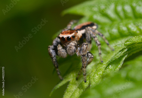 Jumping spider, Salticidae, sitting on a leaf in a forest