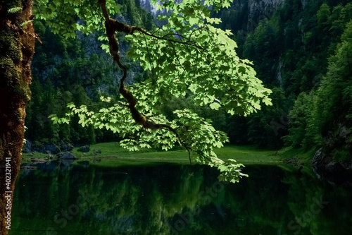 tree with light green leaves on a mountain lake