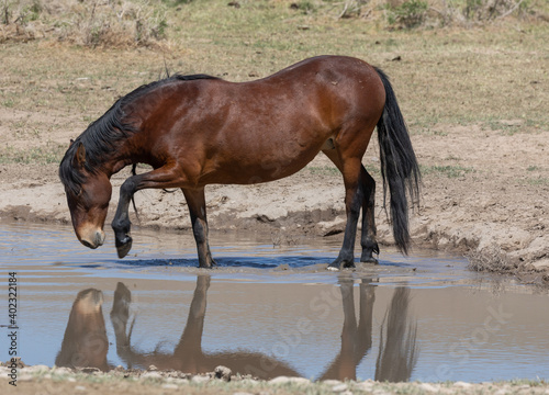 Wild Horse in a Pond in the Utah Desert in Spring