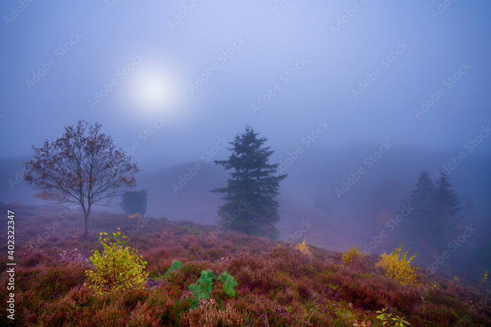 Naklejka premium morning mist in the forest