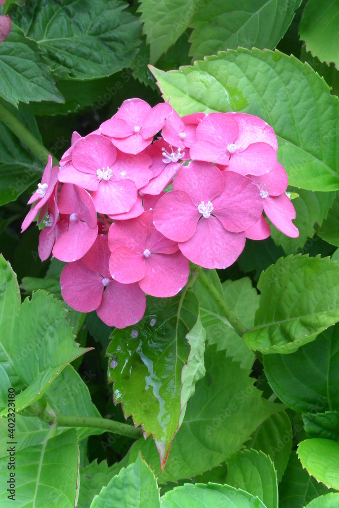 Beautiful pink garden hydrangea on a green background. Stock illustration for your romantic design. Beautiful pink garden hydrangea on a green background. Stock illustration for your romantic design.