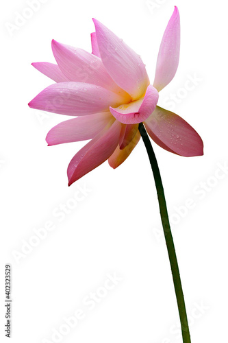 Brightly blooming lotus isolated on white background. Beautiful lotus flower background, natural background.