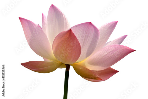 Brightly blooming lotus isolated on white background. Beautiful lotus flower background, natural background.