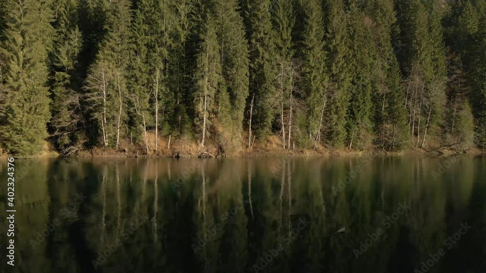Wide shot of a green pine tree forest reflecting in Scropoasa lake in Romania on a peaceful sunny day, conservation concept Wide shot of a green pine tree forest reflecting in Scropoasa lake in Romania on a peaceful sunny day, conservation concept