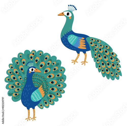 

Peacock. Vector bird