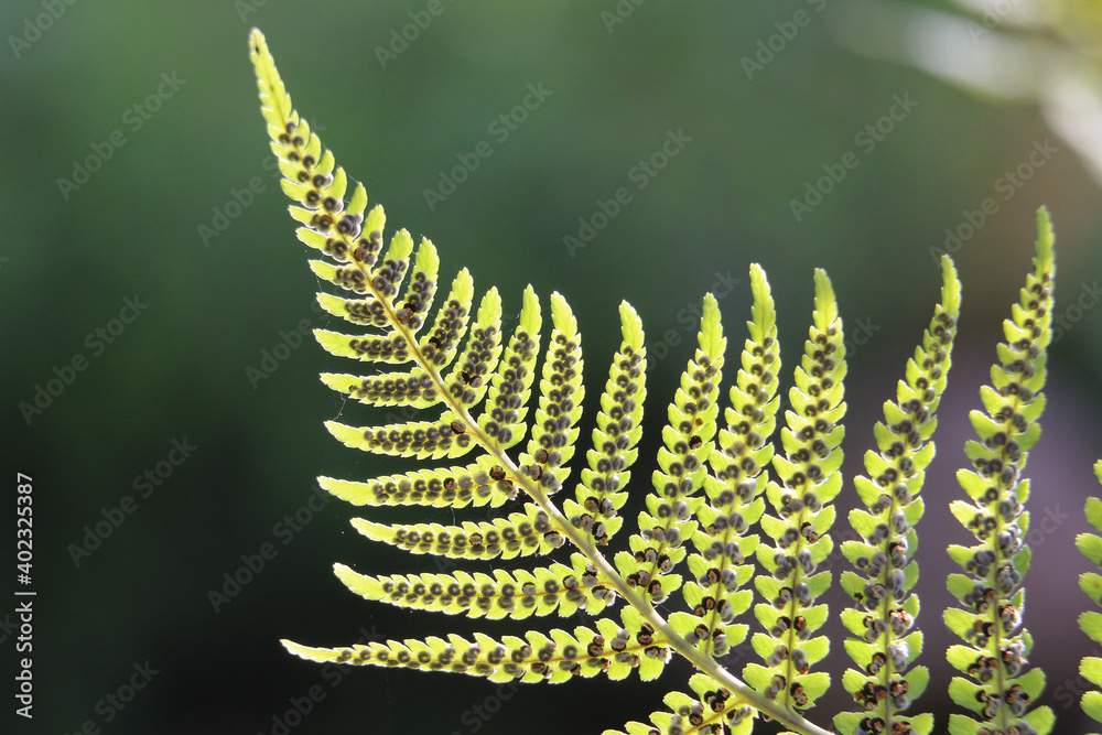 Green bracken fern frond, eagle fern, Pteridium aquilinum, underside ...