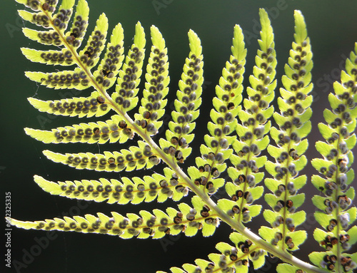 Green bracken fern frond, eagle fern, Pteridium aquilinum, showing sporangia and spores, sunlit on a dark background, closeup photo