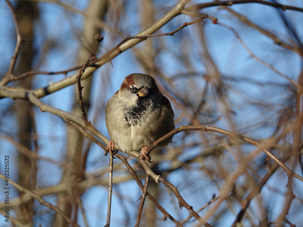 Naklejka premium male house sparrow (Passer domesticus)