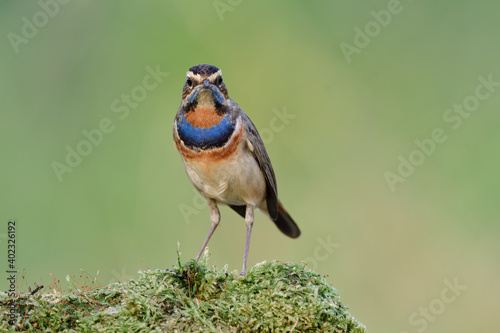 Beautiful bird straight looking by showing vivid blue and orange feathers on its chest to photographers © prin79