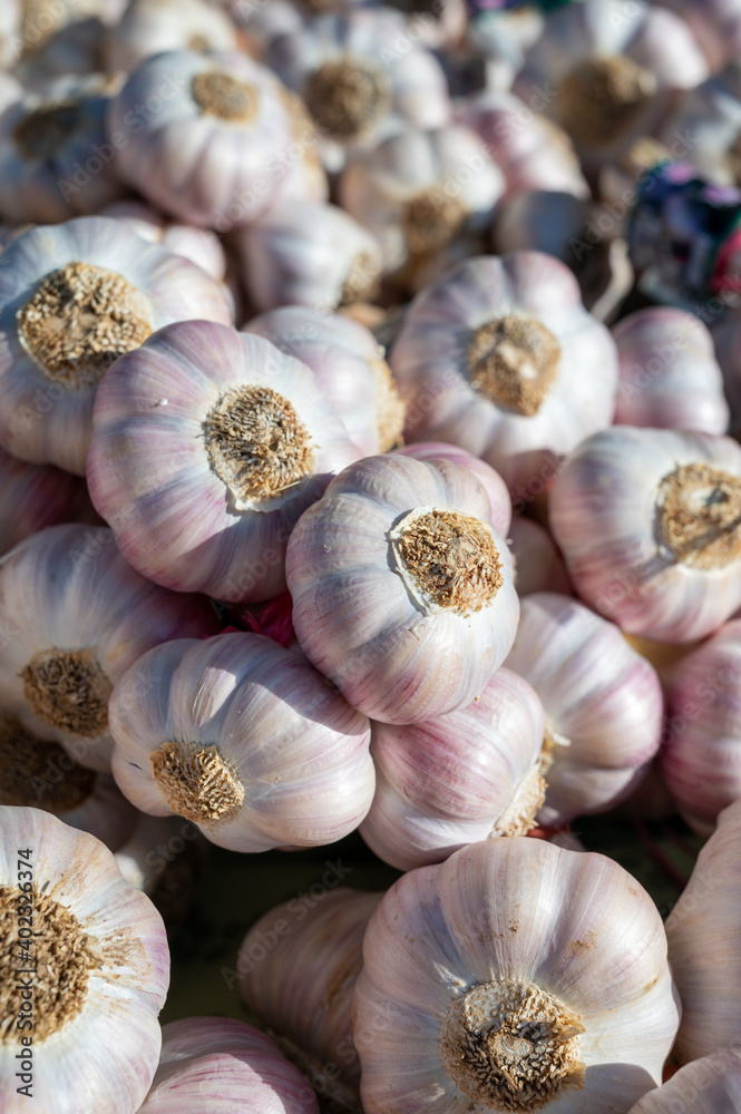 Bunch of fresh aromatic french violet or rose garlic Bunch of fresh aromatic french violet or rose garlic