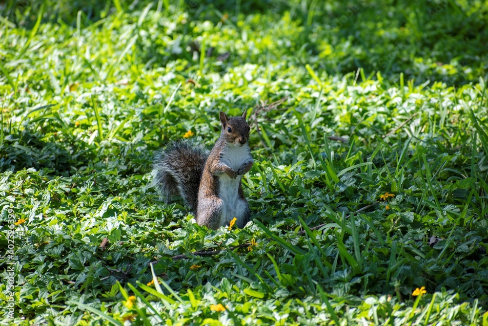cute gray squirrel eating in the park cute gray squirrel eating in the park