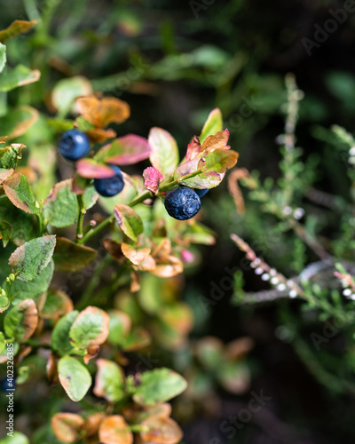 Wild British blueberries in National Park