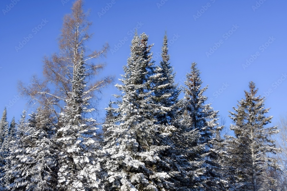 frozen tree in the cold canadian winter frozen tree in the cold canadian winter