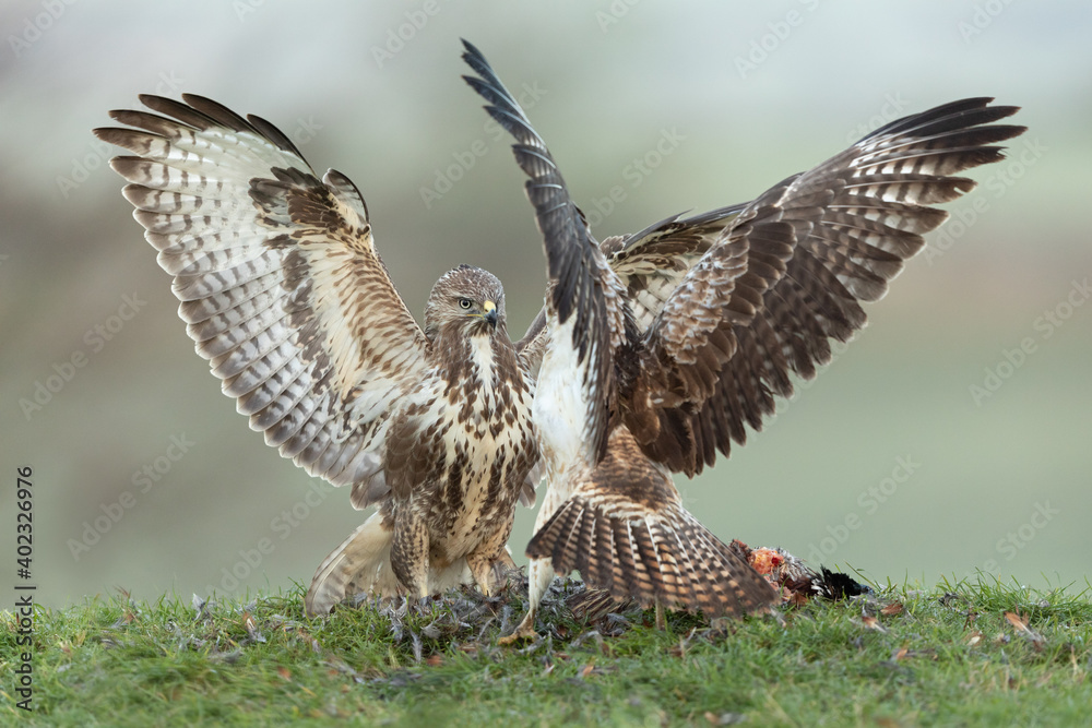 Fototapeta premium Two Common Buzzards fighting over a pheasant with wings outstretched and a green background. 