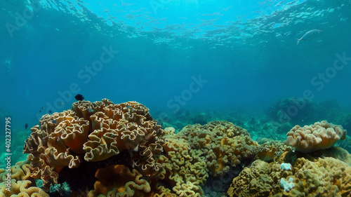Coral Reef Fish Scene. Tropical underwater sea fish. Colourful tropical coral reef. Philippines.
