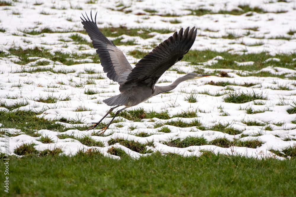 Obraz premium great blue heron in flight