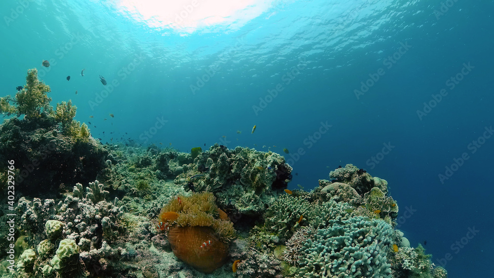 Obraz premium Tropical underwater sea fish. Colourful tropical coral reef. Scene reef. Philippines.