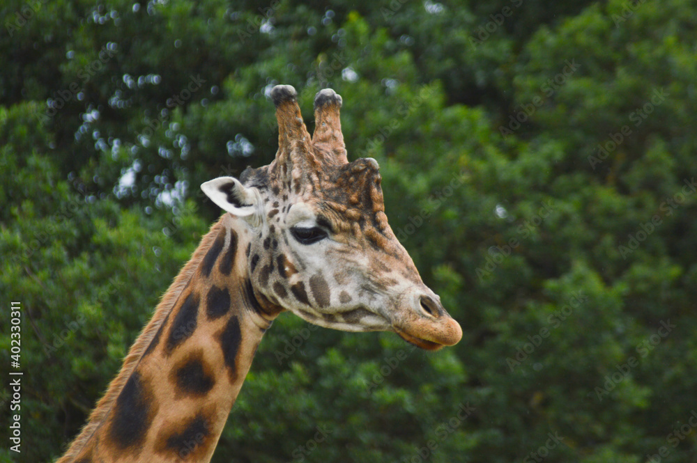 close up view of a giraffe